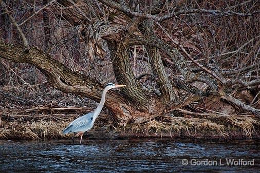 Heron Hunting_24477.jpg - Great Blue Heron (Ardea herodias) photographed along the Rideau Canal Waterway at Kilmarnock, Ontario, Canada.